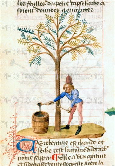 "Tractatus De Diversis Herbis", The harvest of terebenthine