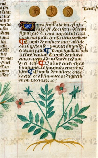 Tractatus De Herbis Manuscript