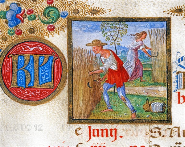 Breviaire d'Ercole d'Este: The harvest of wheat