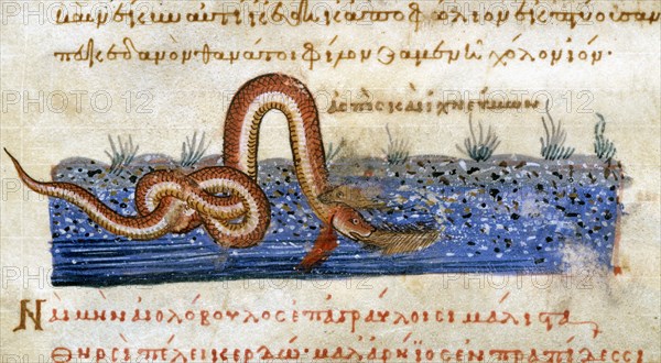 Oppien d'Apamée, "Cynégétiques" : La lutte entre le serpent et le ragondin