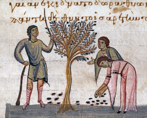 Oppian of Apamea, 'Cynegetica': The farmer's life. Olive crop.