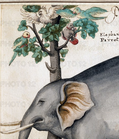 Eléphant d'Inde et perroquets