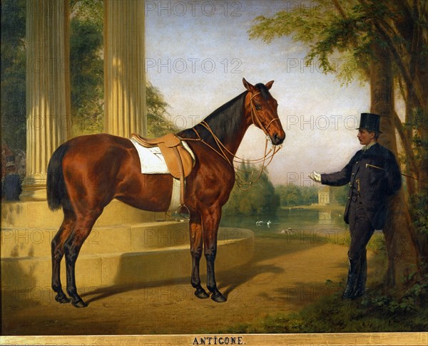 Pfeiffer, Portrait du cheval "Antigone"