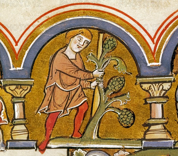 Miniature du Psautier Beatae Elisabeth, le travail de la vigne (détail)