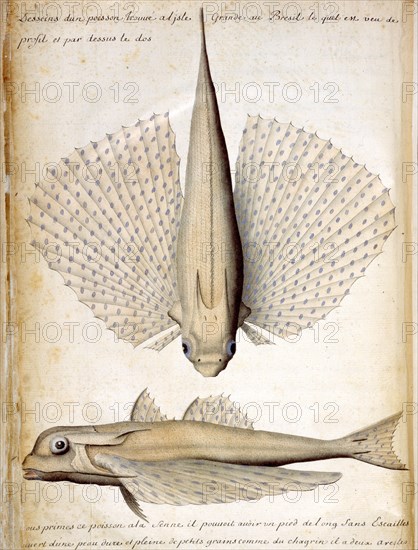Beauchesne, Description d'un poisson trouvé à l'Ile Grande au Brésil