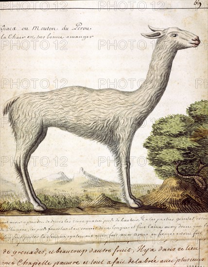 Beauchesne, Guanaco ou mouton du Pérou