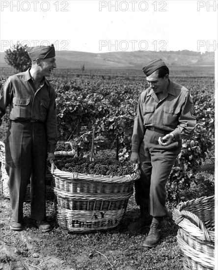 Les soldats américains donnent un coup de main pendant les vendanges à Reims (France) 12 septembre 1945