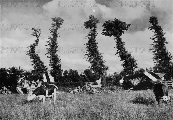 Cows and Horsa glders in Normandy, June 1944