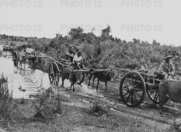 Ox carts transport Allied wounded from Myitkyina, May 1944