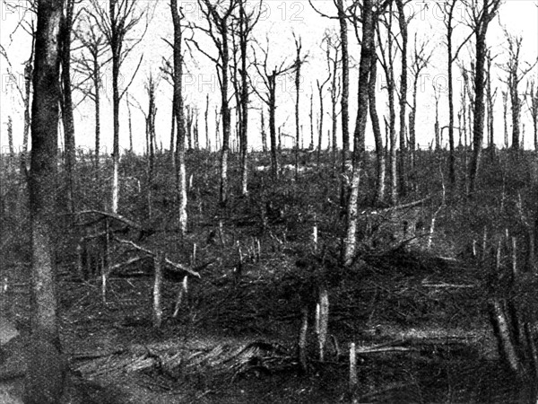La forêt de Verdun dévastée