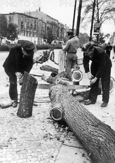 Berlin's trees and woods go into the oven