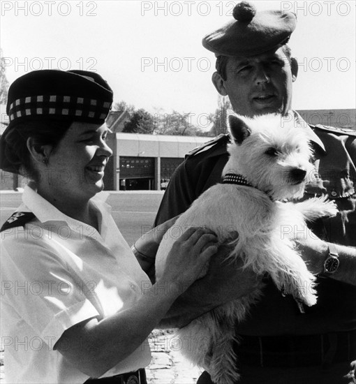 A dog as the mascot of the British Army in Berlin