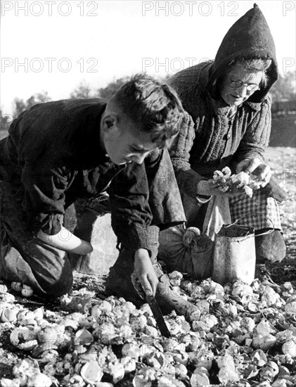 Post-war era - starvation - waste collectors