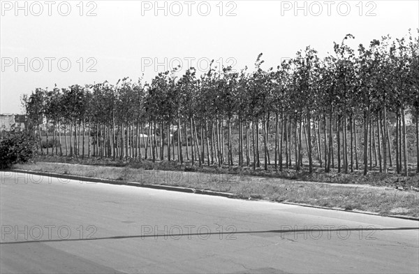 Berlin - reforesting of Tiergarten around 1950