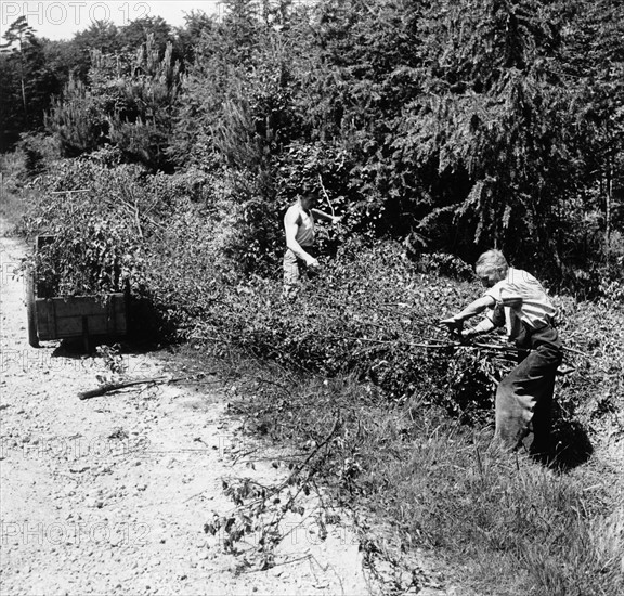 Us army cuts young wood