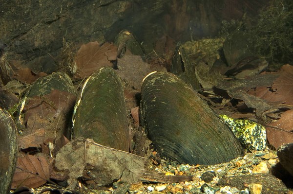 Flussperlmuschel, Flussperl-Muschel, Margaritifera margaritifera, freshwater pearl mussel (Scottish pearl mussel), eastern pearlshell