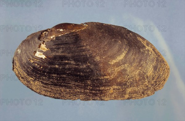 Flussperlmuschel, Margaritifera margaritifera, freshwater pearl mussel (Scottish pearl mussel), eastern pearlshell