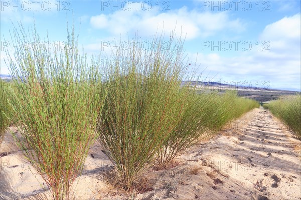 Redbush-tea plants