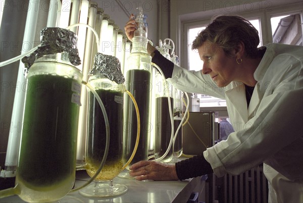 Ina Färber, assistante scientifique à l'Institut de recherche sur les céréales de Bergholz-Rehbrücke près de Potsdam, supervise la culture des algues dans le département de biotechnologie depuis le 21.05.1996. L'Institut a développé un additif alimentaire supérieur aux préparations synthétiques et devrait être mis sur le marché dans les prochaines semaines à partir des algues dites spirulina platensis. Les microalgues sont riches en protéines, acides aminés essentiels, vitamines, minéraux et oligo-éléments - elles contiennent ainsi tout le spectre des substances nutritionnelles nécessaires. L'additif peut également être utilisé pour les médicaments et les cosmétiques.