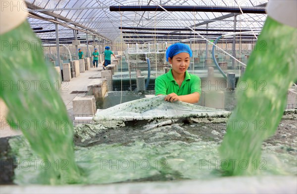 (160803) -- JINING, Aug. 3, 2016 () -- Technician Liu Jinglan collects spirulina at a spirulina cultivation base in Zoucheng, east China's Shandong Province, Aug. 3, 2016. Zoucheng City has developed an spirulina industry worth 150 million yuan (about 22.62 million US dollars)annually in recent years. (Xinhua/Wang Qisheng) (zwx) |