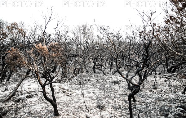 Burnt bushes are seen near Port Macquarie, New South Wales, Australia, Nov. 11, 2019