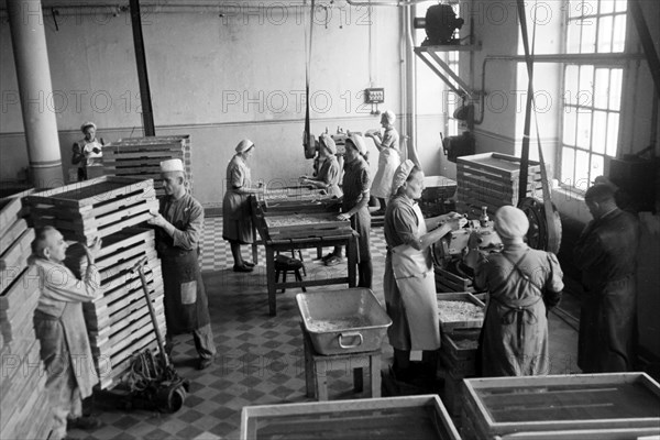 Arbeiterinnen bei der Süßwarenproduktion in der Süßwarenfabrik Oehler in Zeitz, Deutschland 1948. Female workers producing sweets at Oehler factory in Zeitz, Germany 1948. | Verwendung weltweit