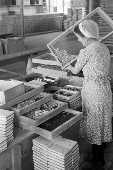 Arbeiterin bei der Süßwarenproduktion in der Süßwarenfabrik Oehler in Zeitz, Deutschland 1948. Worker producing sweets at Oehler factory in Zeitz, Germany 1948. | Verwendung weltweit