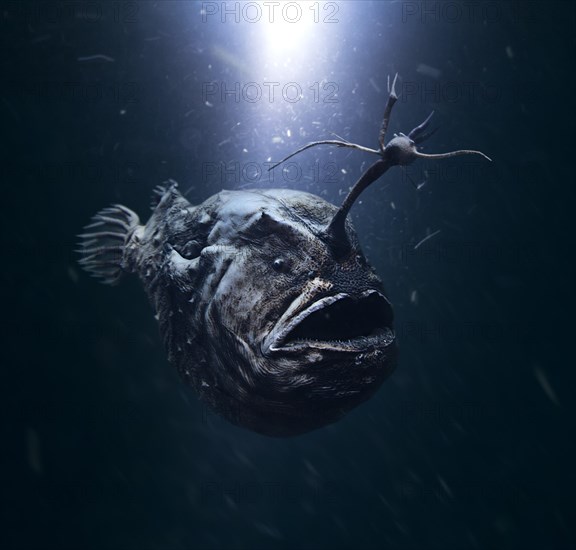 Atlantic footballfish, Himantolophus groenlandicus