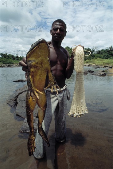 Grenouille Goliath (Conraua Goliath)