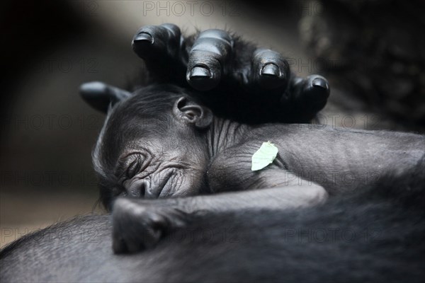 Gorilla baby