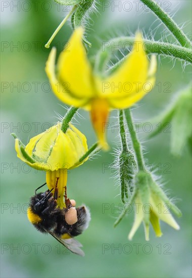 A bumblebee sits on a tomato flower in a green house of the Fontana Gartenbau GmbH in Manschnow, Germany, 20 February 2017. Bumblebees are used as natural pollinators for the 20,000 tomato plants in the green house. During the main blossoming season, about 30 bubmlebee colonies live in the green house. Photo: Patrick Pleul/dpa-Zentralbild/ZB