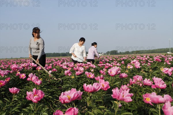 Peony harvest