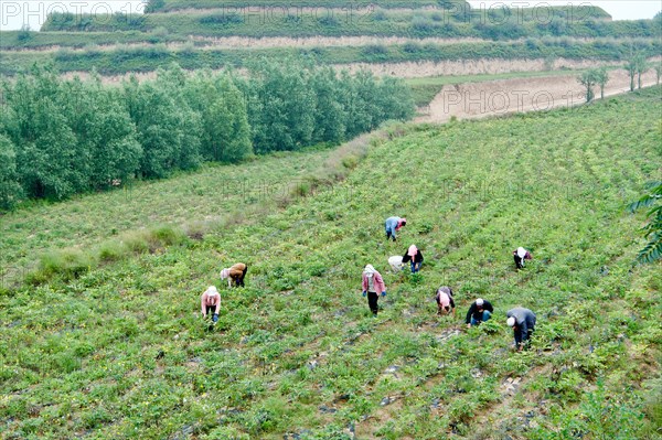 Peony harvest