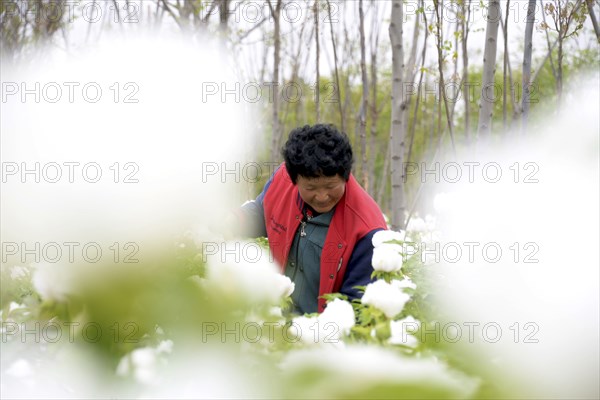 Peony harvest