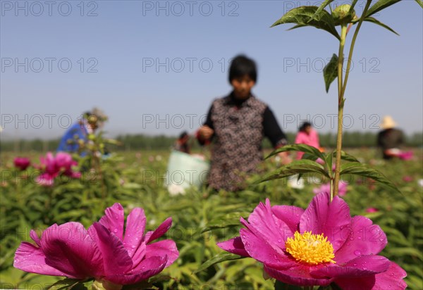 Peony harvest