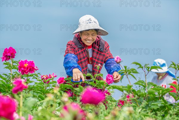 Peony harvest