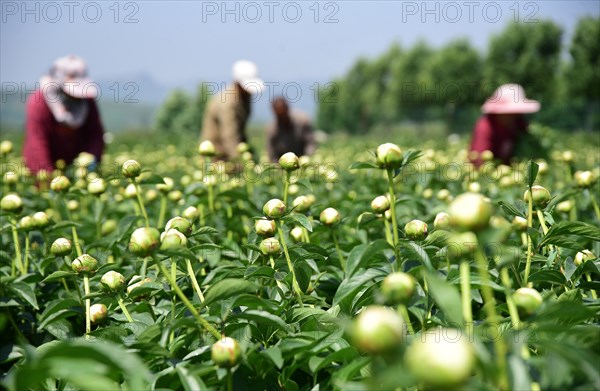 Peony harvest