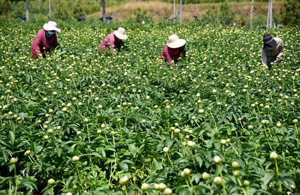 Peony harvest