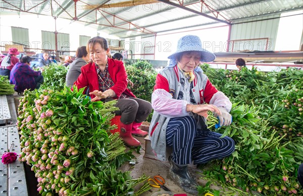 Peony harvest