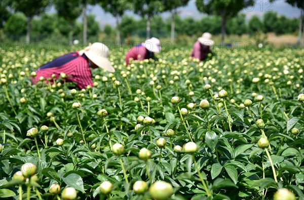 Peony harvest