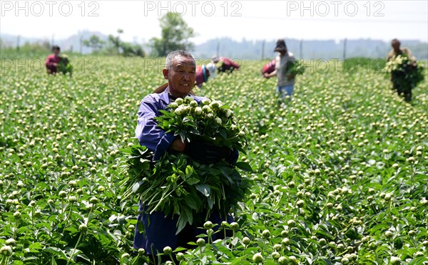 Peony harvest