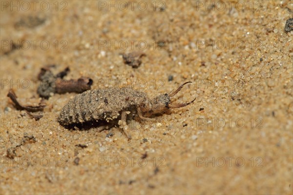 antlion, Myrmeleon bore