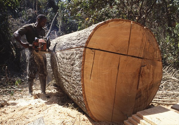 KAPOK TREE felled from rainforest Bombax costatum being sawn into planks Conakry Guinea West Africa Date: 06.04.2006