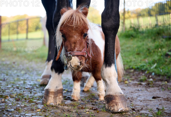 Shetland pony Pumuckel