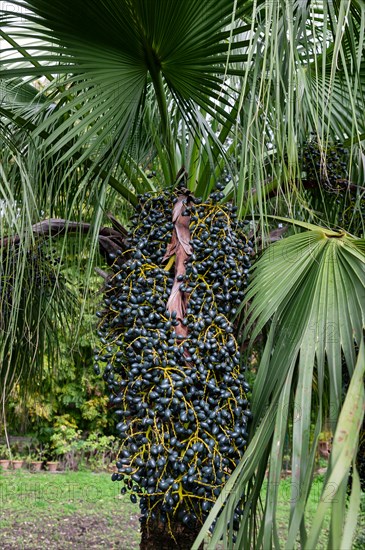 Jardin botanique de Palerme