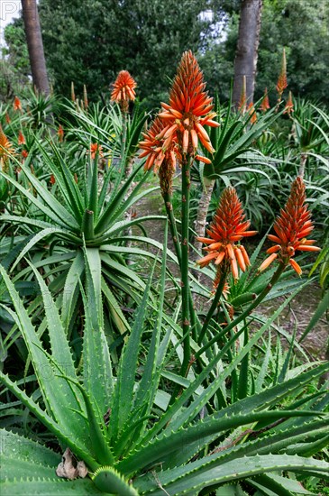 Palermo, the Botanical Gardens