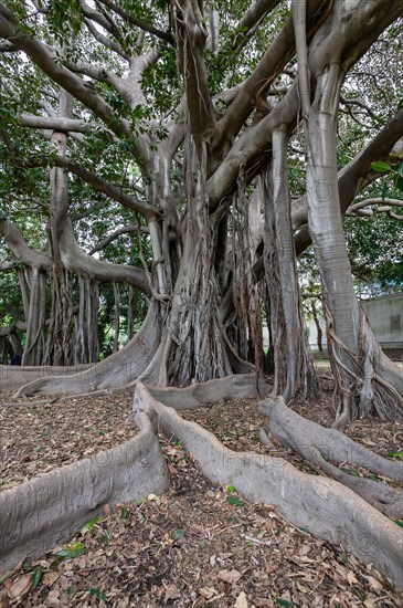 Palermo, the Botanical Gardens