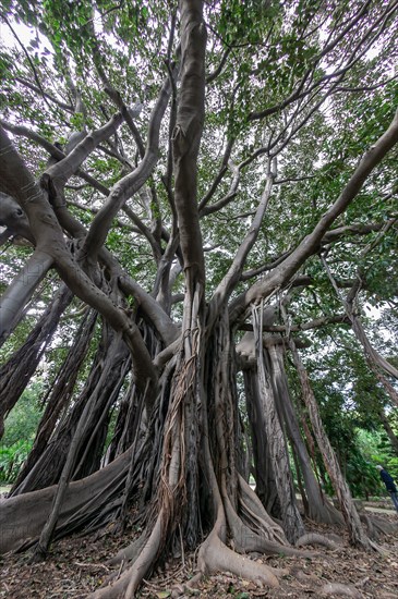 Palermo, the Botanical Gardens