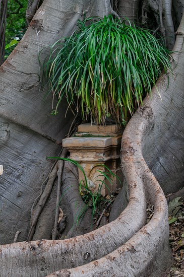 Palermo, the Botanical Gardens