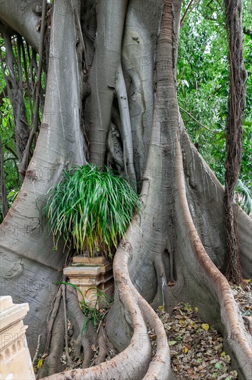 Palermo, the Botanical Gardens